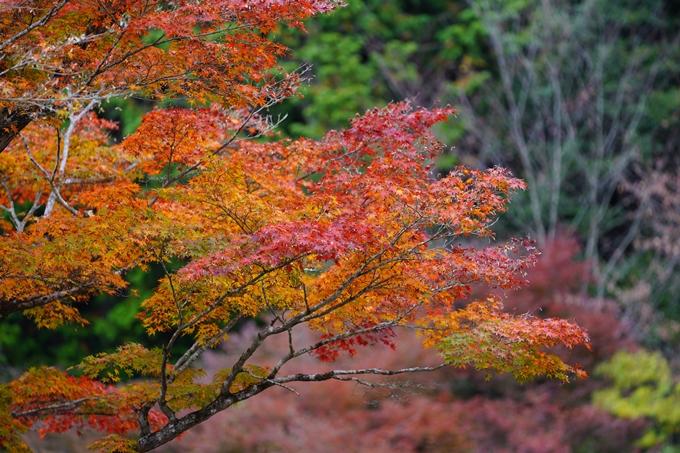 京都の紅葉_2021_05　千手寺　No22