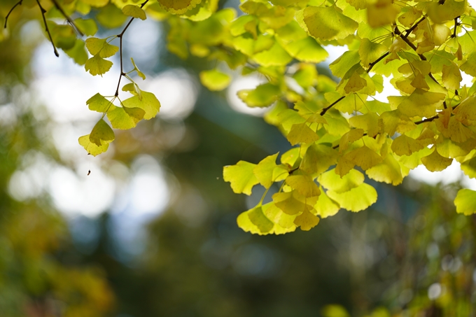 京都の紅葉_2021_05　千手寺　No23