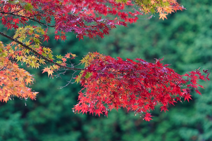 京都の紅葉_2021_05　千手寺　No24