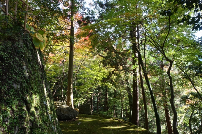 京都の紅葉_2021_04　法常寺　No10