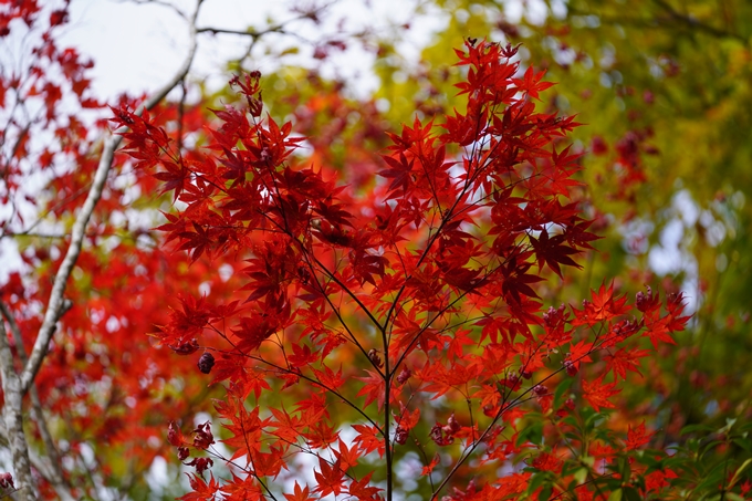 京都の紅葉_2021_05　千手寺　No25