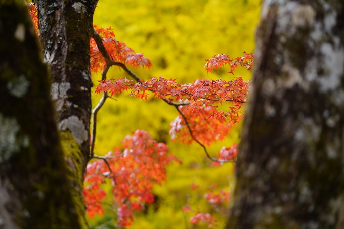 京都の紅葉_2021_05　千手寺　No26