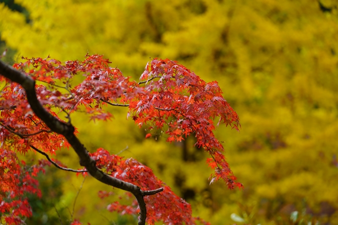 京都の紅葉_2021_05　千手寺　No27