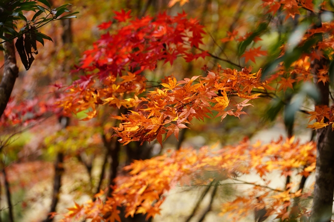 京都の紅葉_2021_05　千手寺　No28