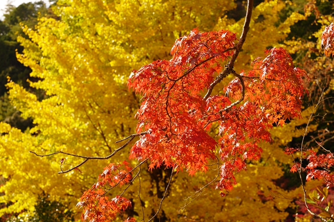 京都の紅葉_2021_05　千手寺　No30