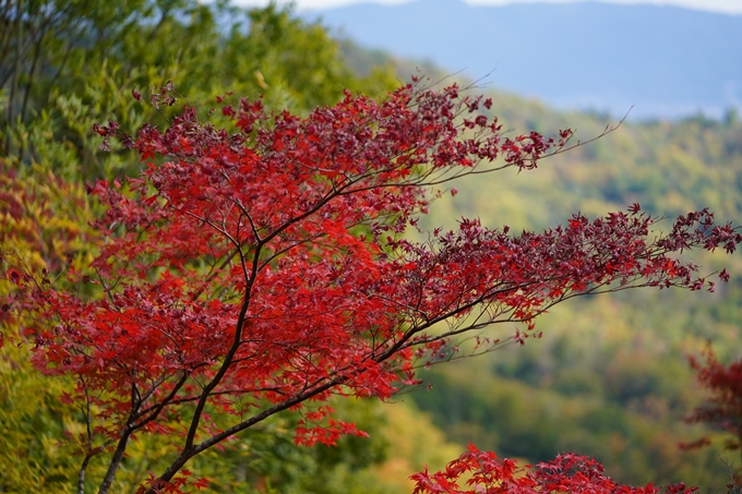 京都の紅葉_2021_05　千手寺　No32