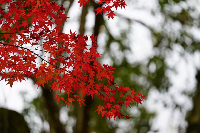 京都の紅葉_2021_05　千手寺　No33