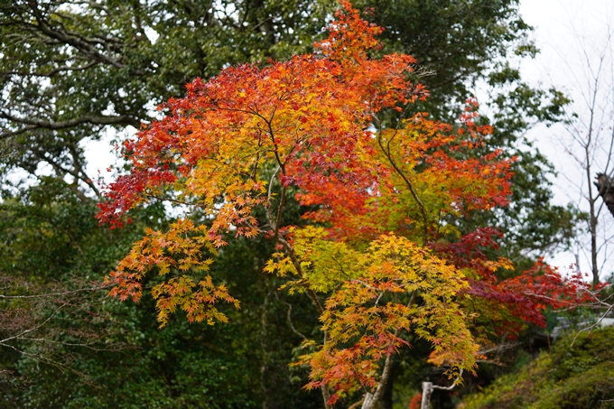 京都の紅葉_2021_05　千手寺　No34