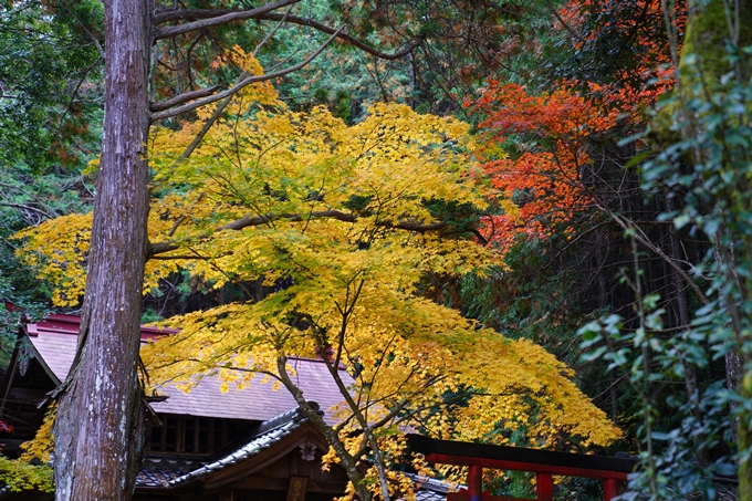 京都の紅葉_2021_06　積善寺　No3