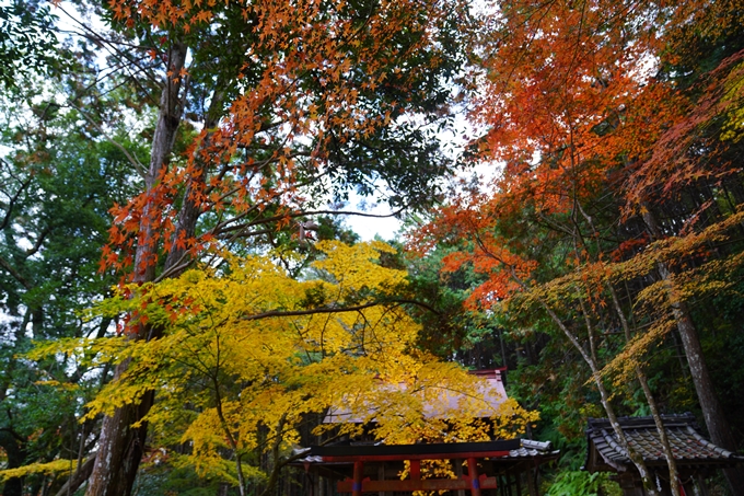 京都の紅葉_2021_06　積善寺　No7