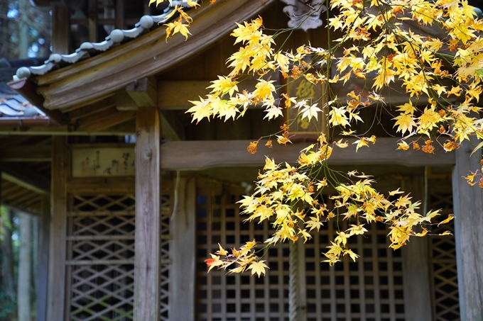 京都の紅葉_2021_06　積善寺　No9