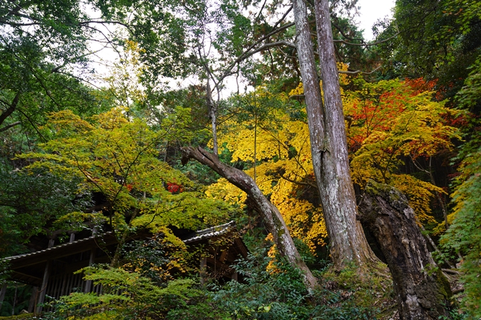 京都の紅葉_2021_06　積善寺　No11