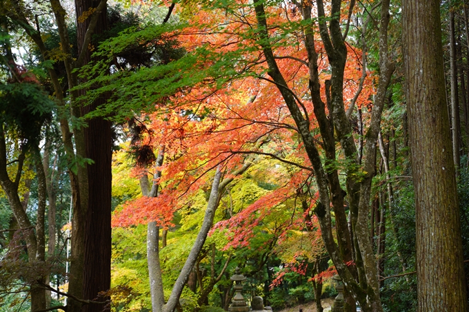 京都の紅葉_2021_06　積善寺　No12