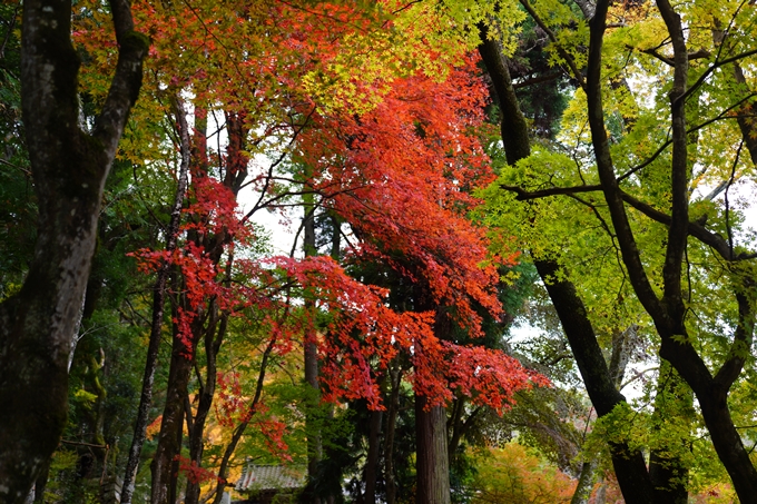 京都の紅葉_2021_06　積善寺　No15