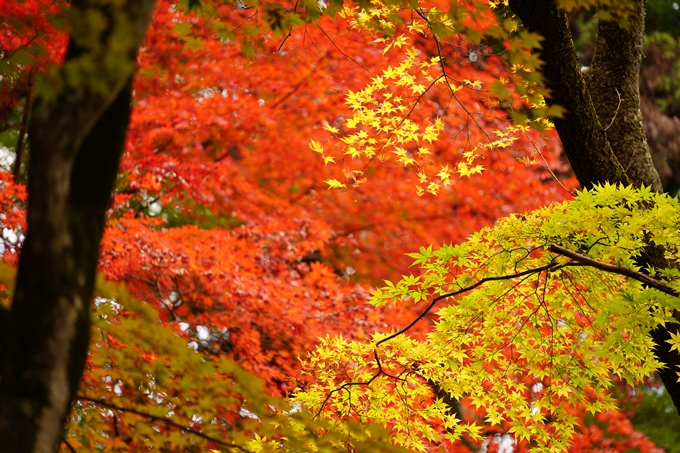 京都の紅葉_2021_06　積善寺　No17