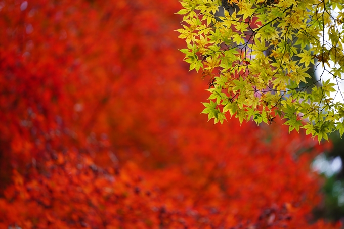 京都の紅葉_2021_06　積善寺　No18