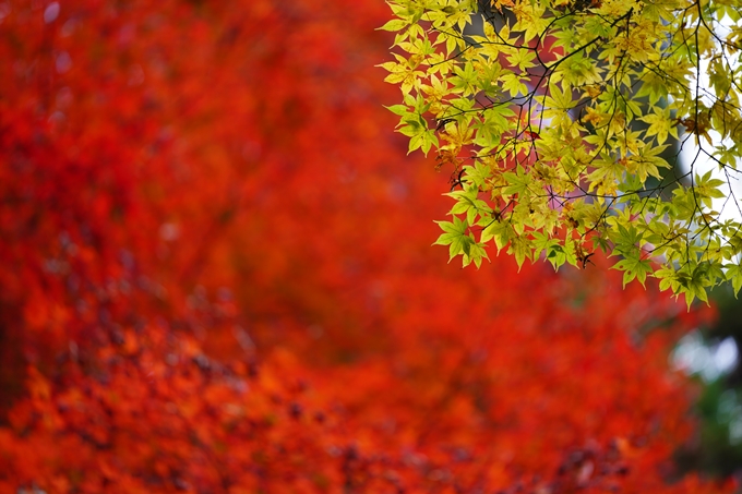 京都の紅葉_2021_06　積善寺　No18