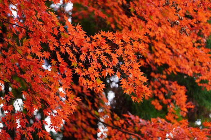 京都の紅葉_2021_06　積善寺　No19