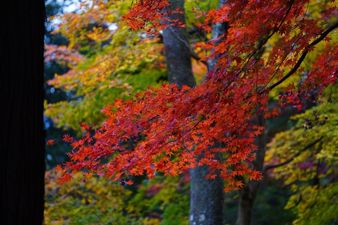 京都の紅葉_2021_06　積善寺　No20