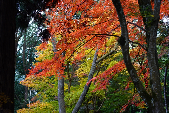 京都の紅葉_2021_06　積善寺　No22