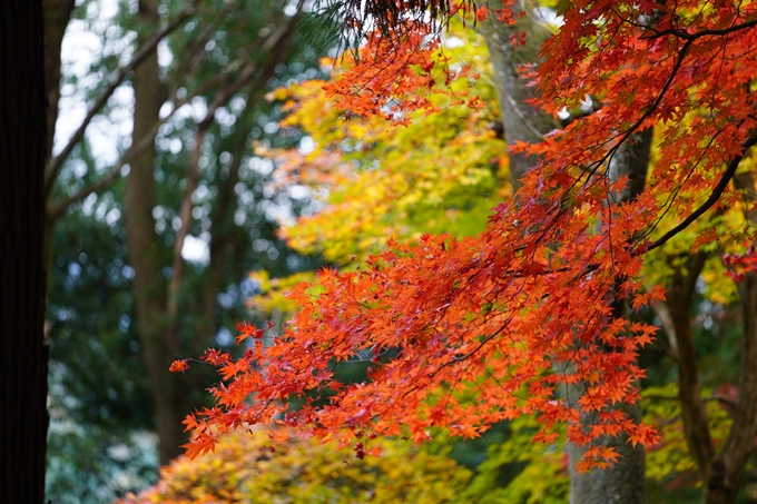 京都の紅葉_2021_06　積善寺　No23