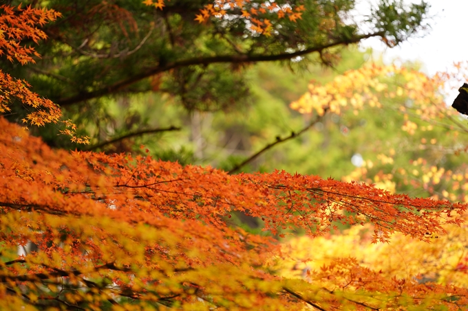 京都の紅葉_2021_06　積善寺　No25