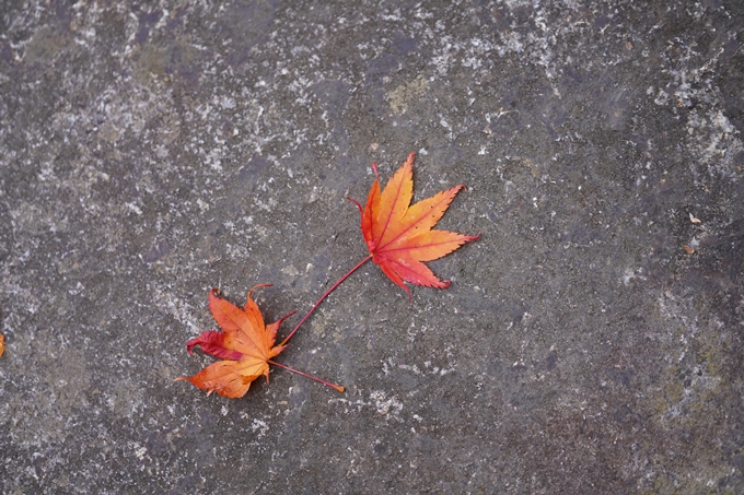 京都の紅葉_2021_06　積善寺　No26