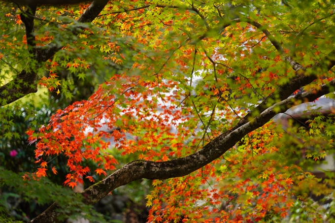 京都の紅葉_2021_06　積善寺　No27