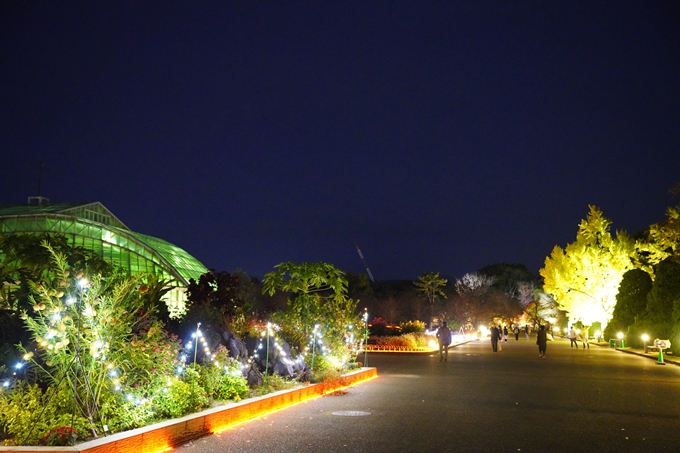 京都の紅葉_2021_08　京都府立植物園　No3