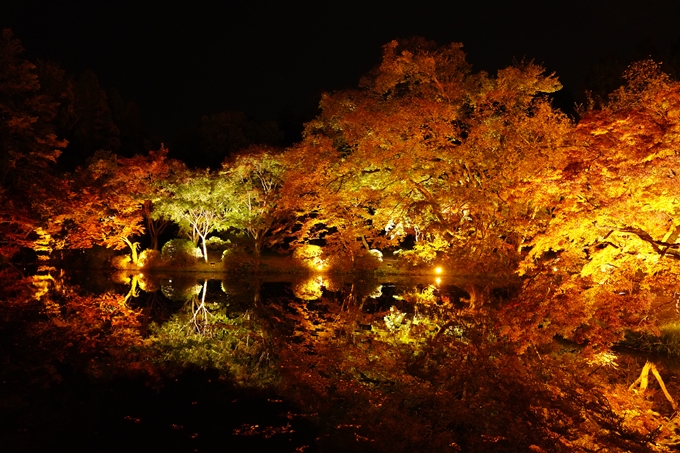 京都の紅葉_2021_08　京都府立植物園　No7