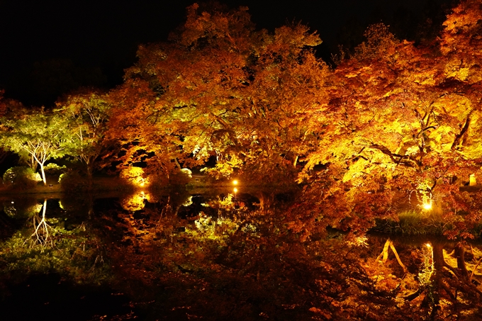 京都の紅葉_2021_08　京都府立植物園　No8