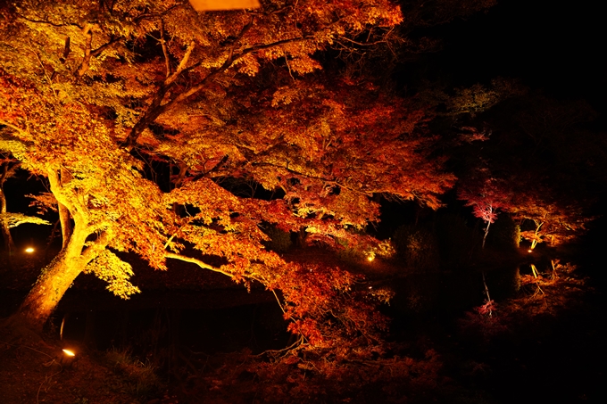 京都の紅葉_2021_08　京都府立植物園　No9