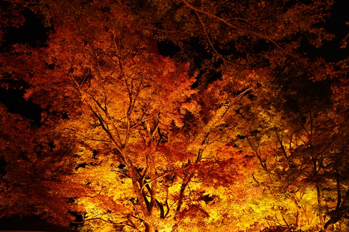 京都の紅葉_2021_08　京都府立植物園　No10