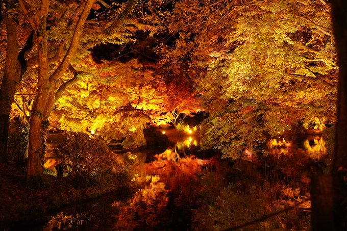 京都の紅葉_2021_08　京都府立植物園　No11