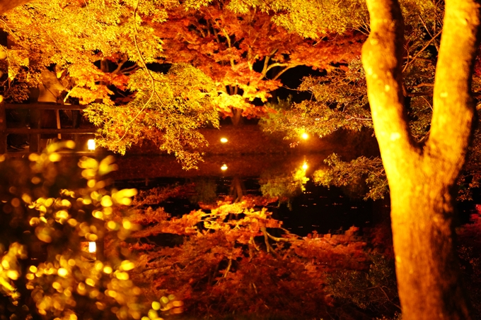 京都の紅葉_2021_08　京都府立植物園　No12