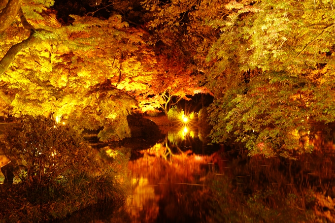 京都の紅葉_2021_08　京都府立植物園　No13