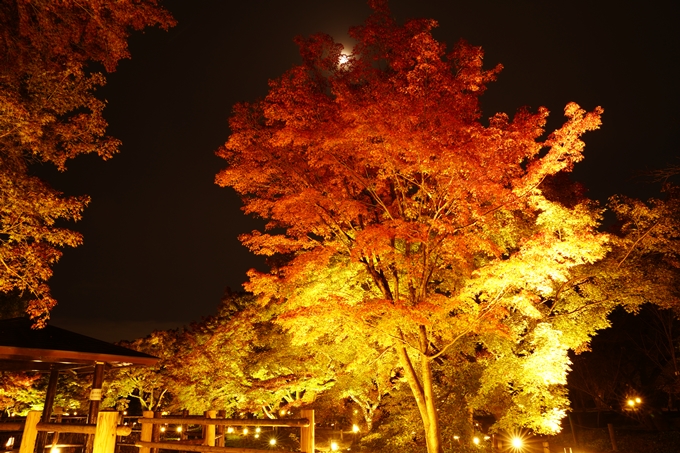 京都の紅葉_2021_08　京都府立植物園　No14