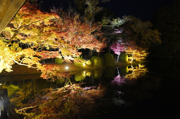 京都の紅葉_2021_08　京都府立植物園　No19