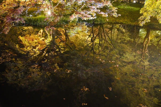 京都の紅葉_2021_08　京都府立植物園　No20