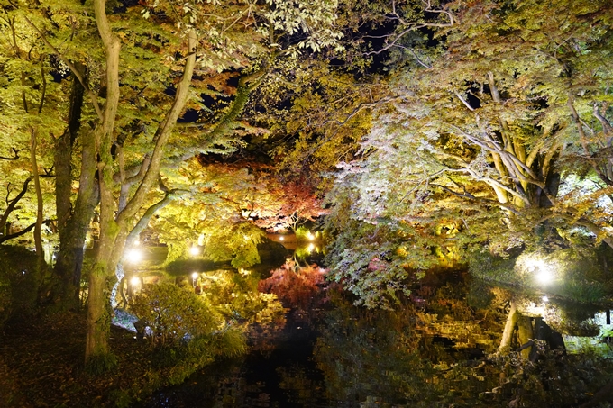 京都の紅葉_2021_08　京都府立植物園　No22