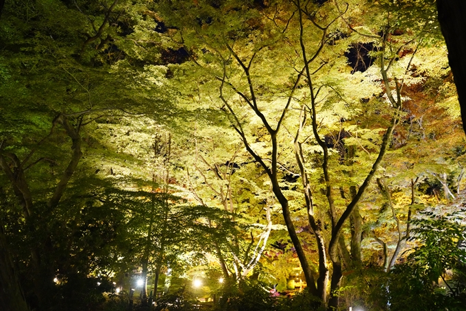 京都の紅葉_2021_08　京都府立植物園　No23