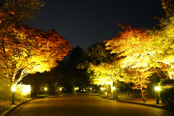 京都の紅葉_2021_08　京都府立植物園　No24