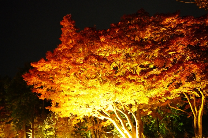 京都の紅葉_2021_08　京都府立植物園　No25