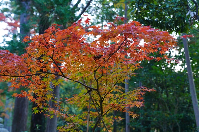 京都の紅葉_2021_09　赤山禅院　No8