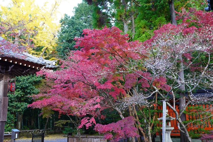 京都の紅葉_2021_09　赤山禅院　No12