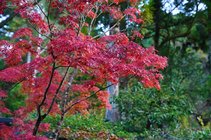 京都の紅葉_2021_09　赤山禅院　No14