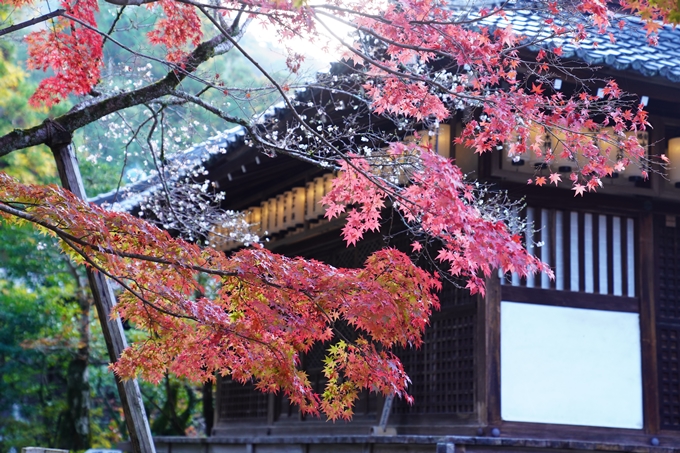 京都の紅葉_2021_09　赤山禅院　No15