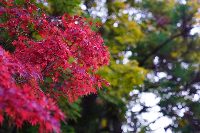 京都の紅葉_2021_09　赤山禅院　No16