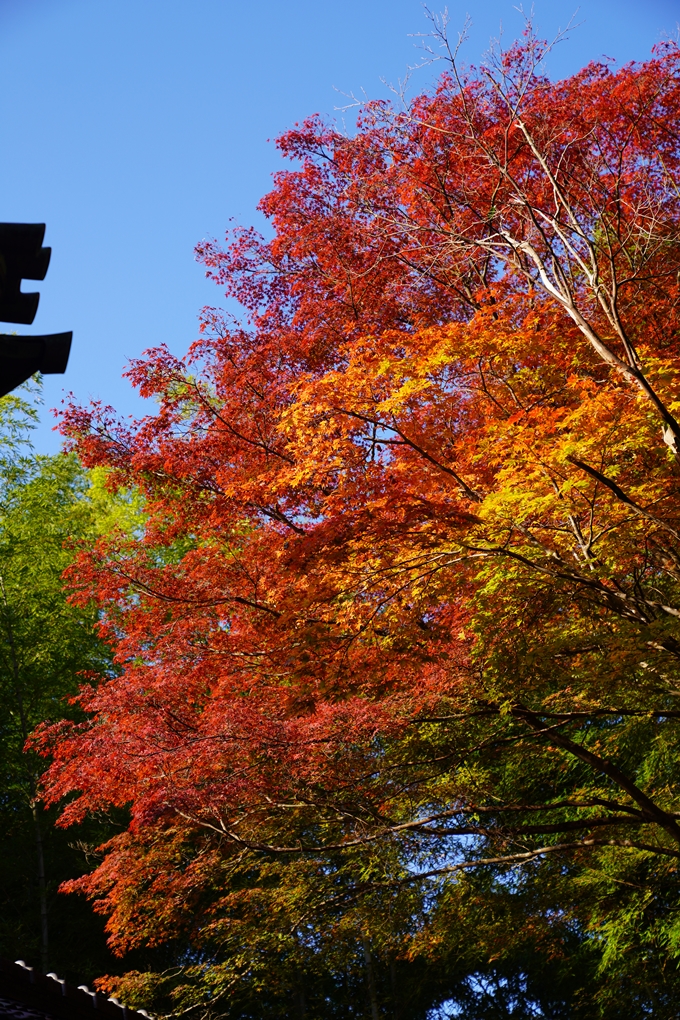 京都の紅葉_2021_09　赤山禅院　No21