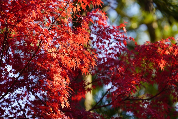 京都の紅葉_2021_09　赤山禅院　No23